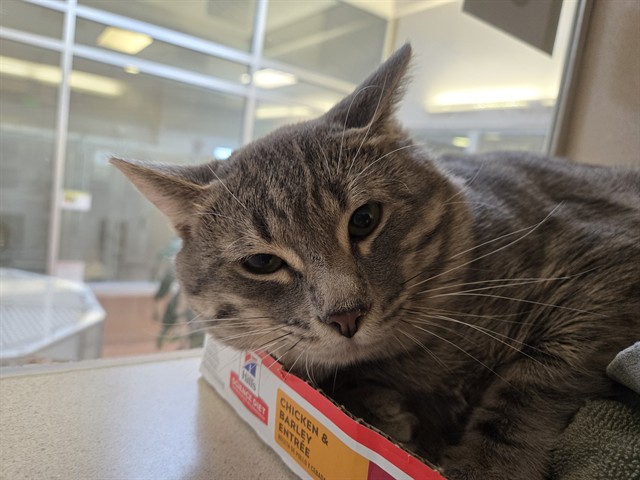 Oswald - Male - Domestic SH