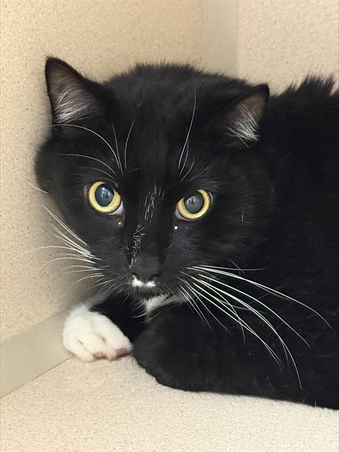 Tuffy - Male - Domestic SH