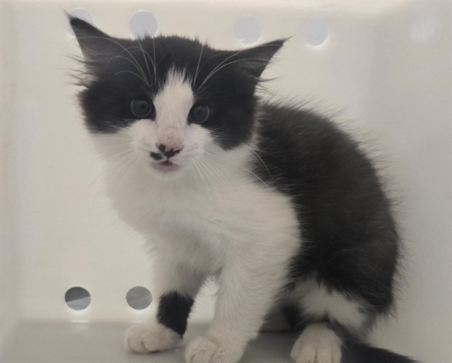 Misfit - Unknown - Domestic MH