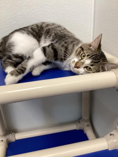 Bean - Female - Domestic SH