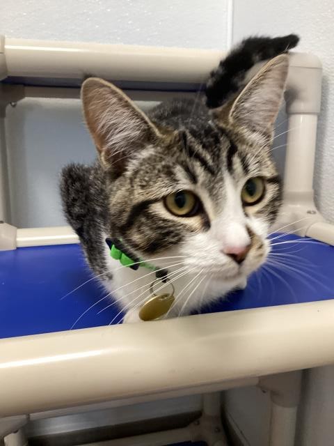 Mochi - Female - Domestic SH