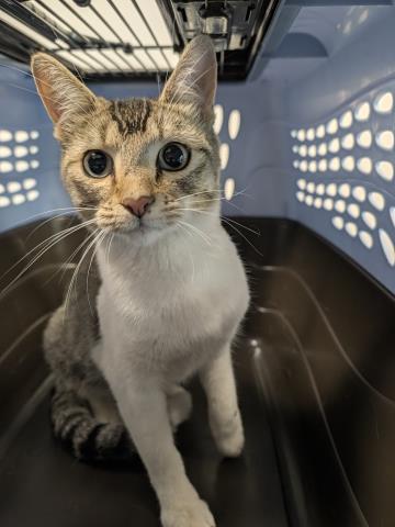 Newt - Female - Domestic SH