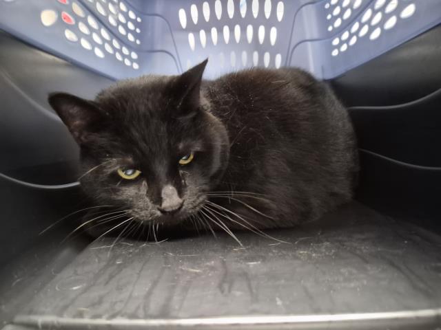 Borris - Male - Domestic MH