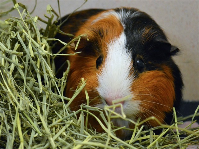 Brownie - Female - Guinea Pig