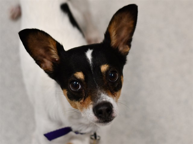 Detective Watson - Male - Rat Terrier