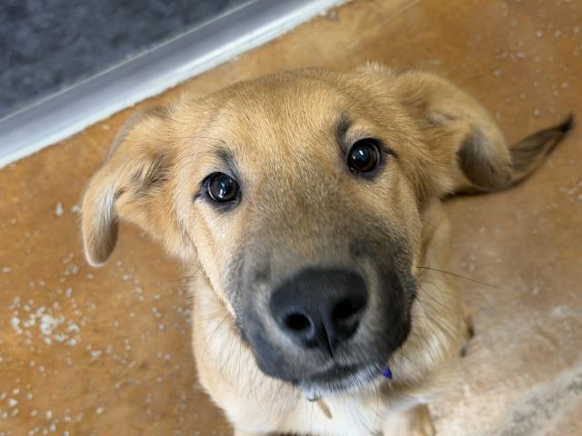 Reginald Ruckus - Male - Nonspecific