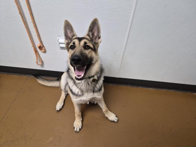 Mia - Female - German Shepherd