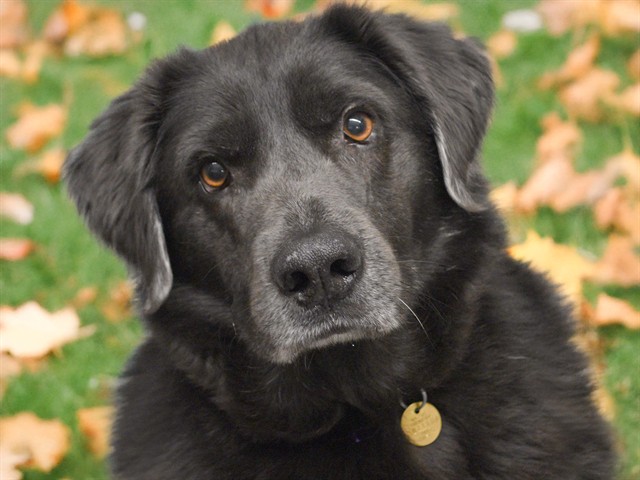Beau - Male - Labrador Retriever-Mix