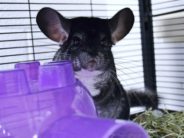Atlas - Male - Chinchilla