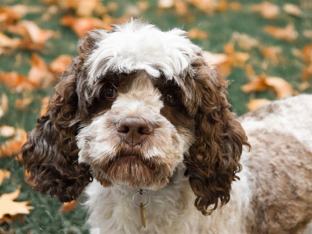 Muffet - Female - Cocker Spaniel-Miniature Poodle