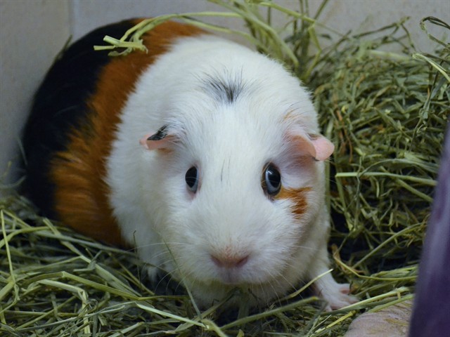 Happy - Female - Guinea Pig