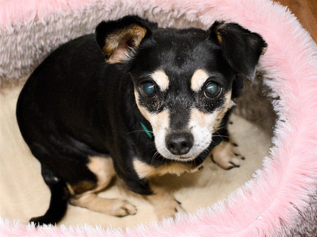 Bonnie - Female - Chihuahua