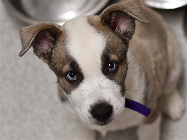 Freddy Mercury - Male - Siberian Husky-Mix