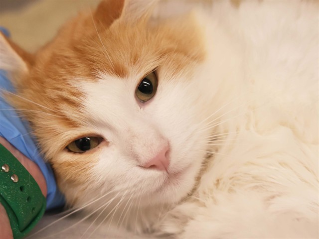 Bruce - Male - Domestic LH