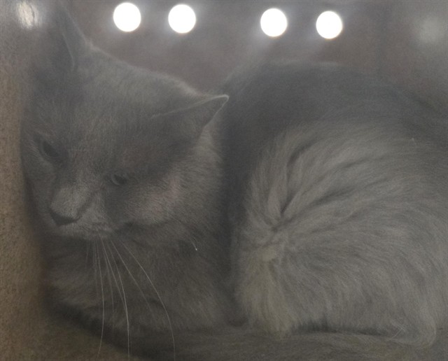 Sharky - Male - Domestic SH