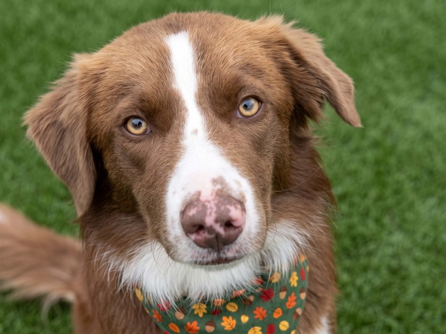 Boy - Male - Australian Shepherd-Border Collie
