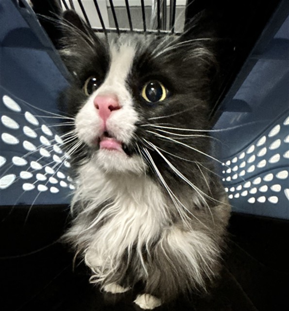 Yondu - Male - Domestic LH