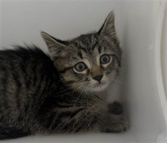 Foghorn - Unknown - Domestic SH