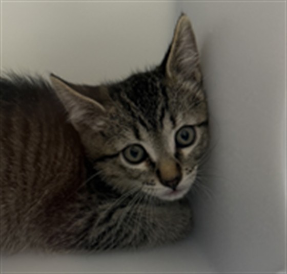 Squeak - Unknown - Domestic SH