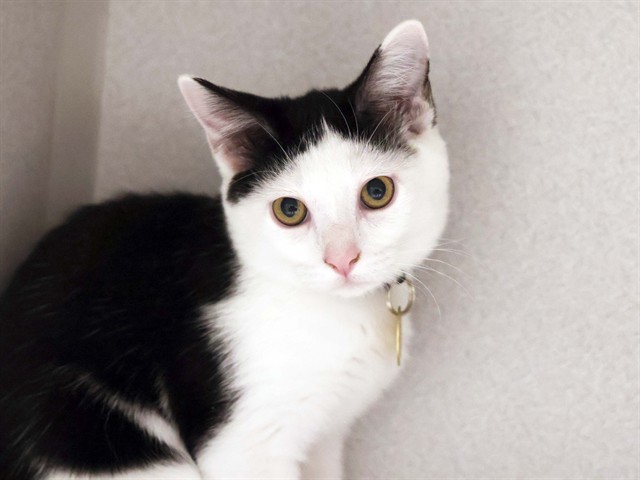 Comet - Male - Domestic SH