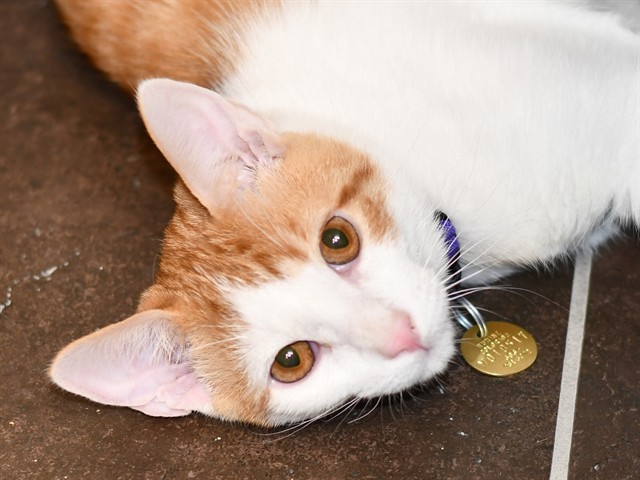 Shifu - Male - Domestic SH