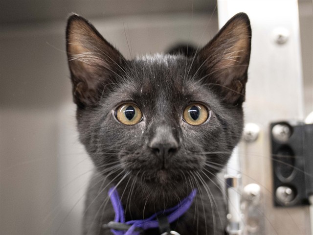 Camu Camu - Male - Domestic SH