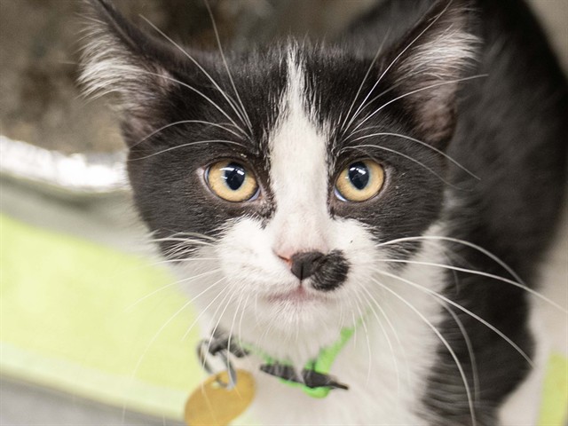 Guayaba - Female - Domestic SH