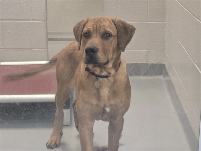 Copper - Male - Redbone Coonhound-Mix