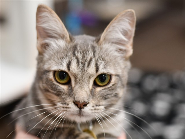 Manny - Male - Domestic SH