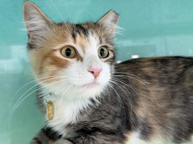 Squeek - Female - Domestic MH
