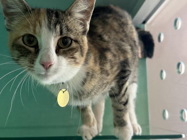 Yoda - Female - Domestic SH