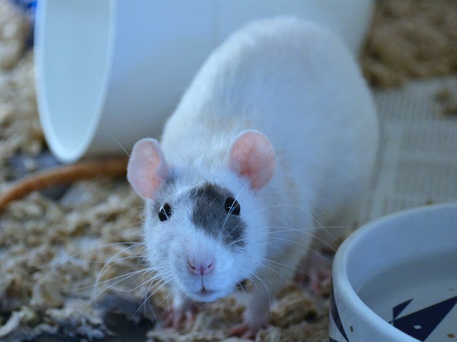 Marshmallow - Female - Rat