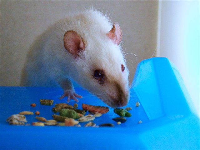Seasame - Female - Rat