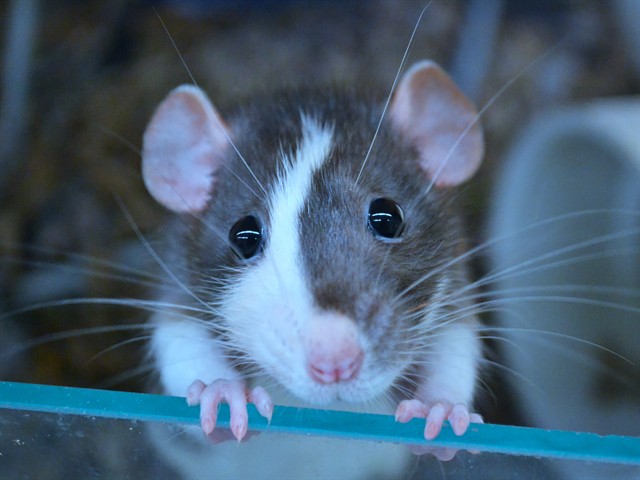 Angelina Ballerina - Female - Rat