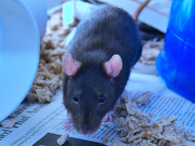 Lavender - Female - Rat
