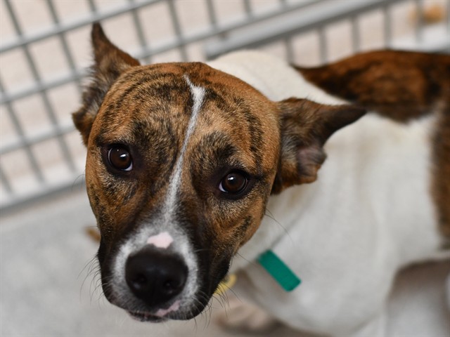 Pancake - Female - Australian Cattle Dog-Mix