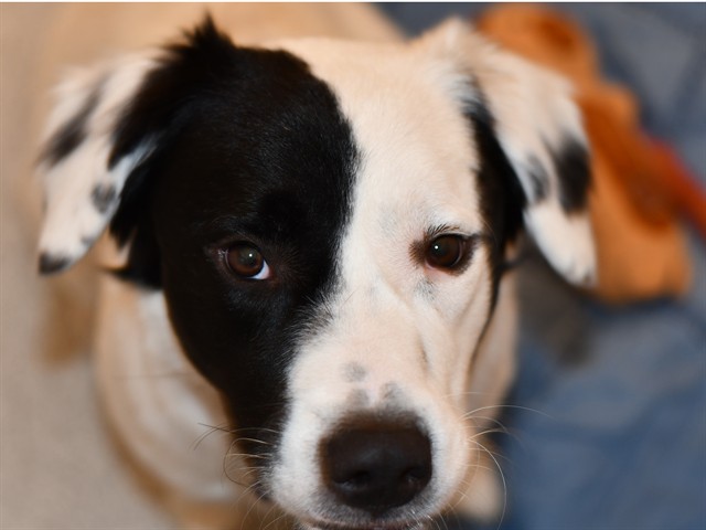 Waffles - Male - Border Collie