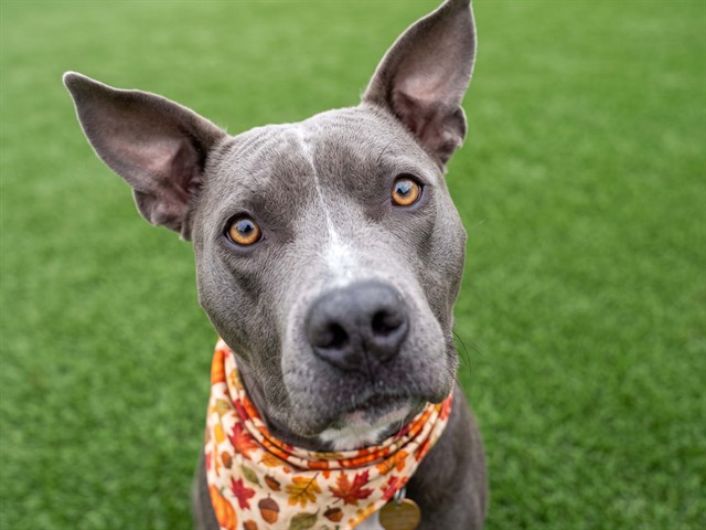 Darla - Female - Pit Bull