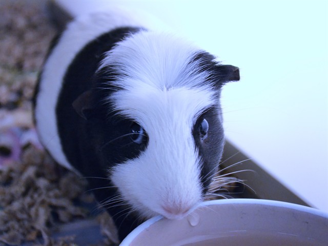Poppy - Female - Guinea Pig