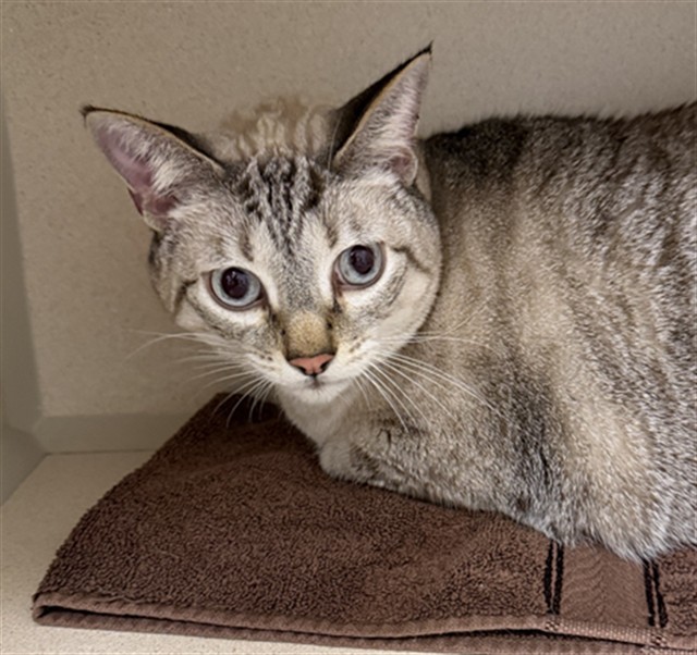Lemon - Male - Domestic SH