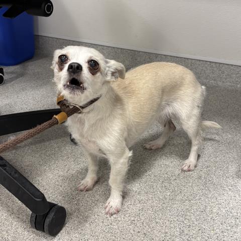  - Female - Chihuahua