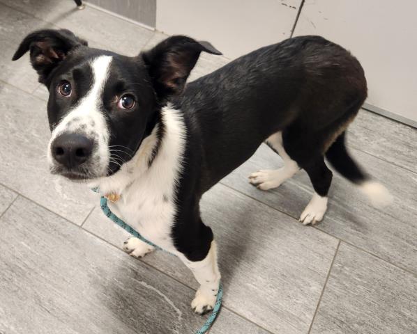 Stormtrooper - Male - Border Collie-Mix