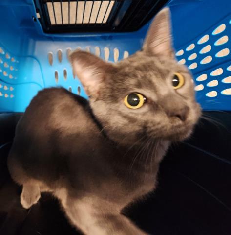 Fred - Male - Domestic SH