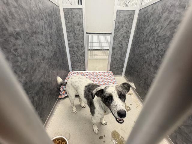  - Female - Australian Cattle Dog