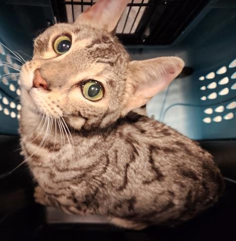 Maggie - Female - Bengal