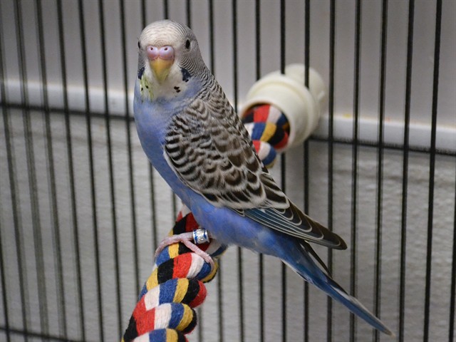  - Unknown - Parakeet