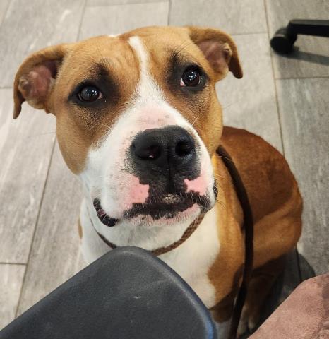 Molly - Female - Boxer