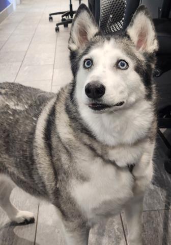 Sky - Female - Siberian Husky