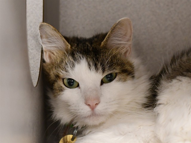 Zelda - Female - Domestic MH