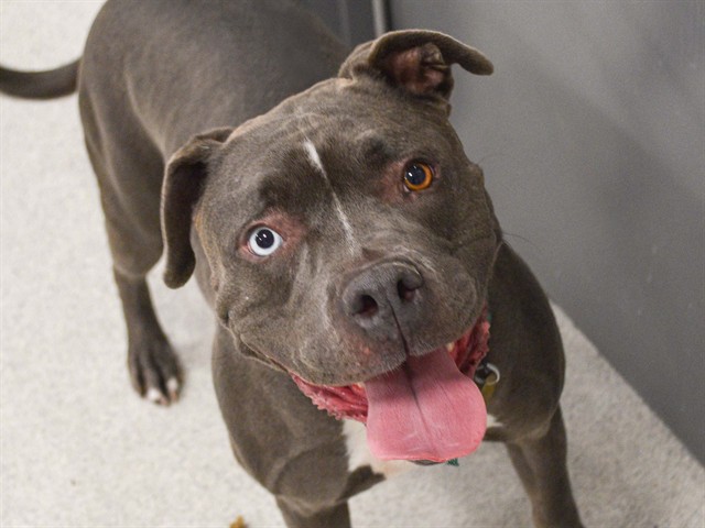 Mojo - Female - Pit Bull-Siberian Husky